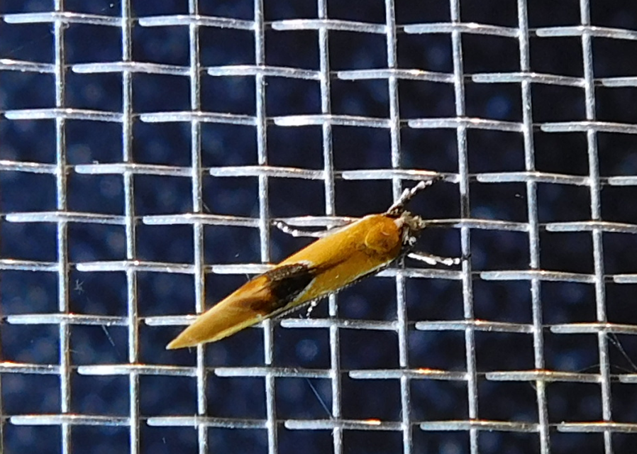 Batia internella/lambdella