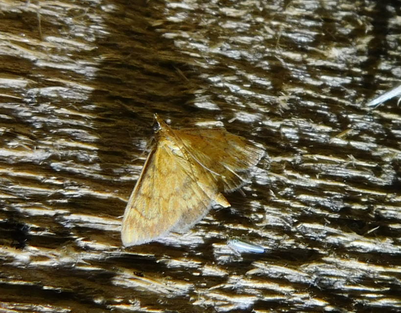 Ecpyrrhorrhoe rubiginalis - rozsdavörös tűzmoly