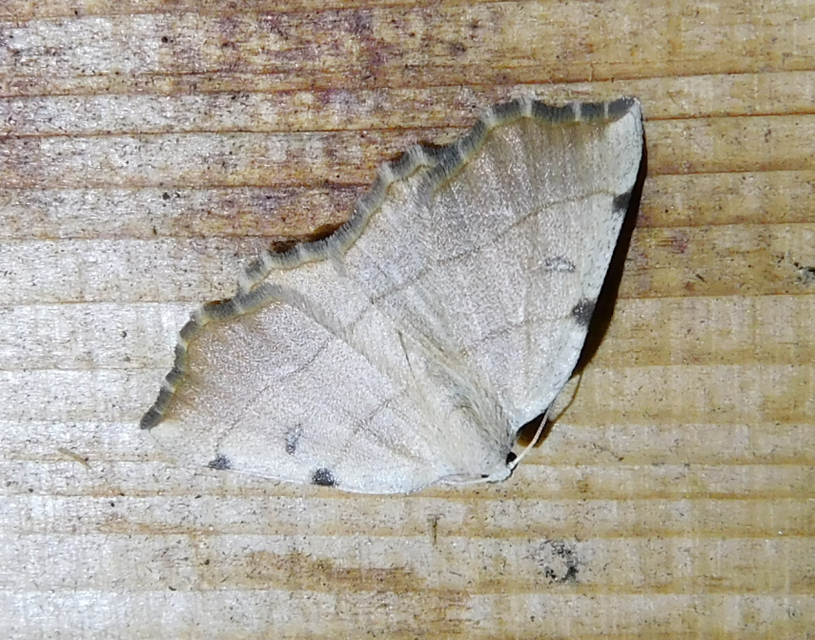 Eilicrinia trinotata - háromjegyű araszoló