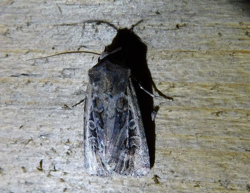 Euxoa tritici/nigrofusca/eruta