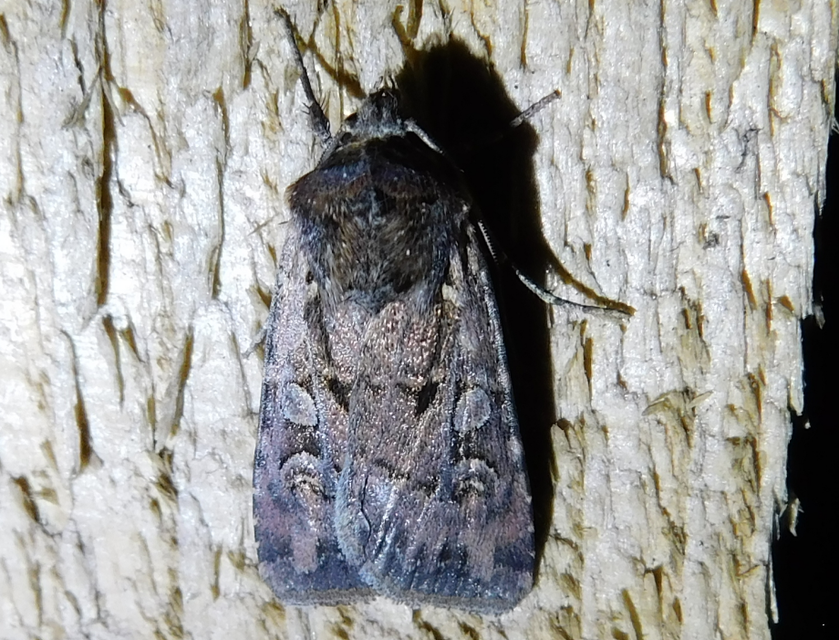 Euxoa tritici/nigrofusca/eruta
