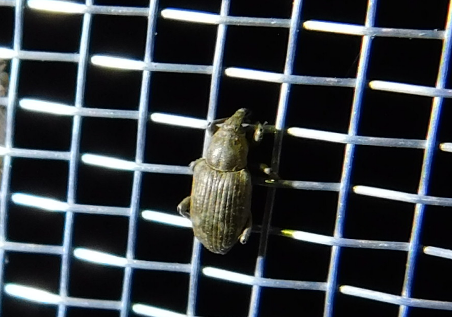 Bagous argillaceus - lakkfényű víziormányos Bagous argillaceus - lakkfényű víziormányos