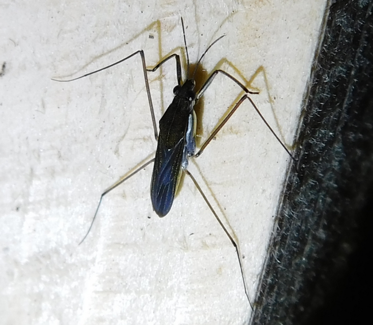 Gerridae - molnárpoloskák