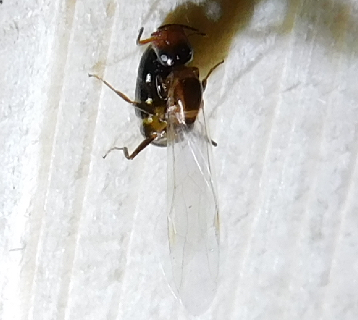Colobopsis truncata - kapushangya
