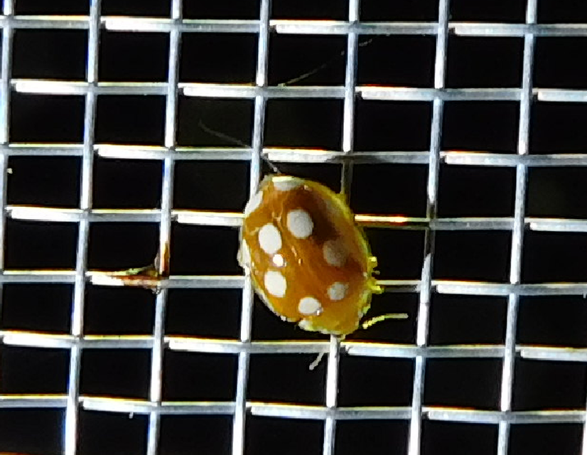 Vibidia duodecimguttata - tizenkétcseppes füsskata