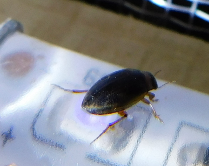 Hygrotus