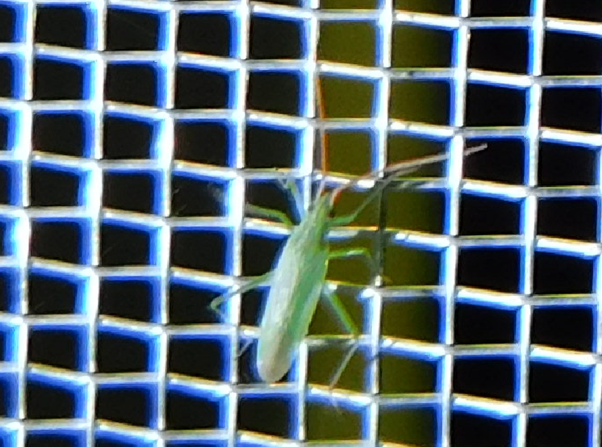 Trigonotylus