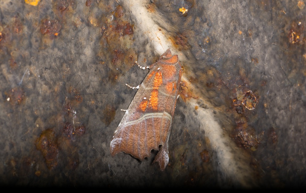 Scoliopteryx libatrix - vörös csipkésbagoly