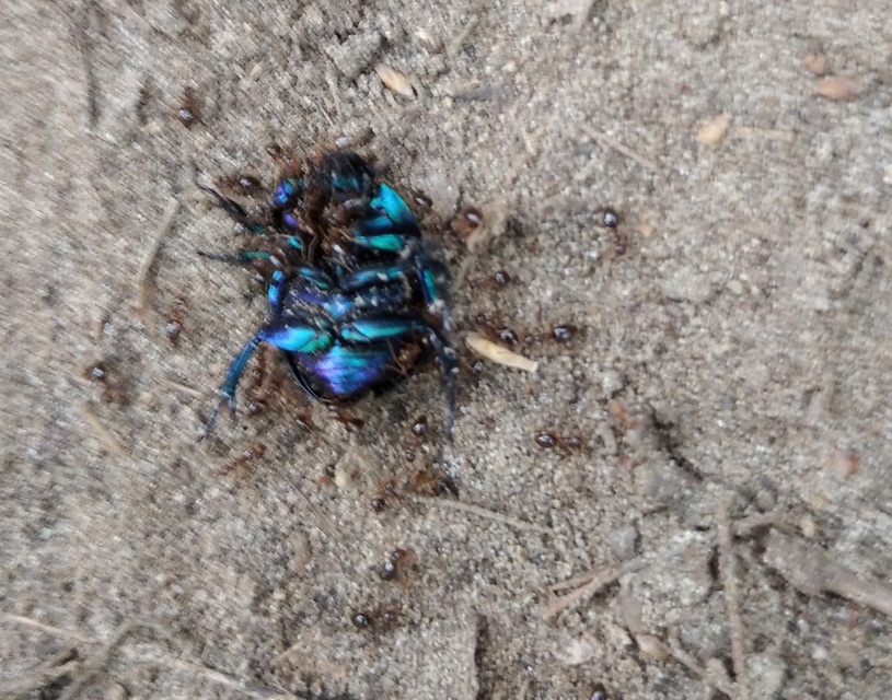 Prenolepis nitens - ragyogóhangya