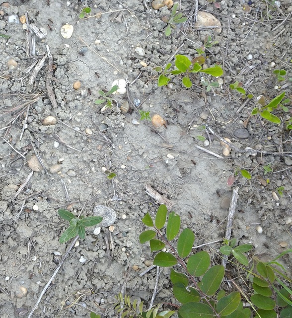 Formica pratensis - réti vöröshangya