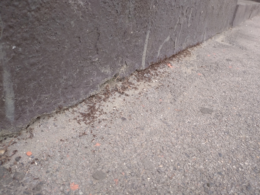 Tetramorium