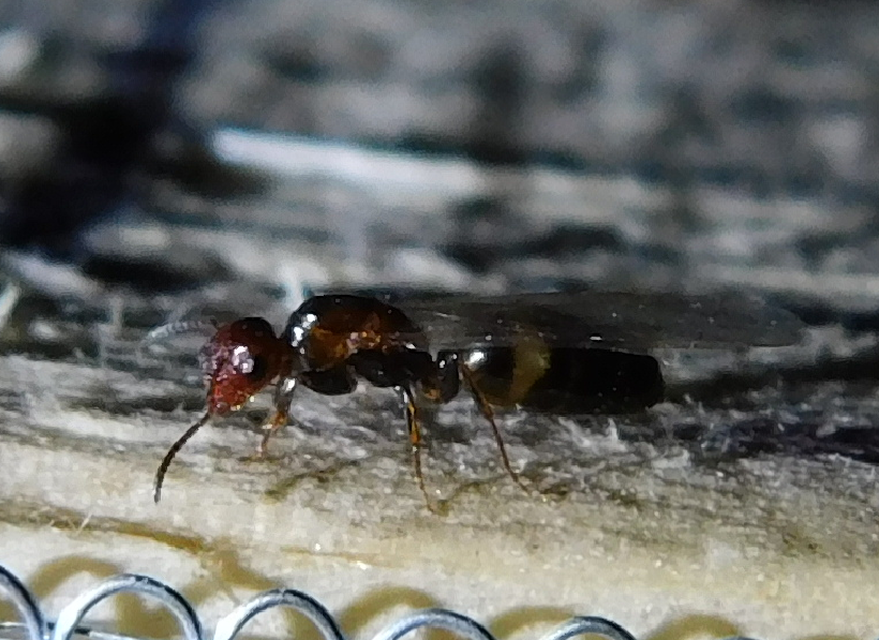 Colobopsis truncata - kapushangya