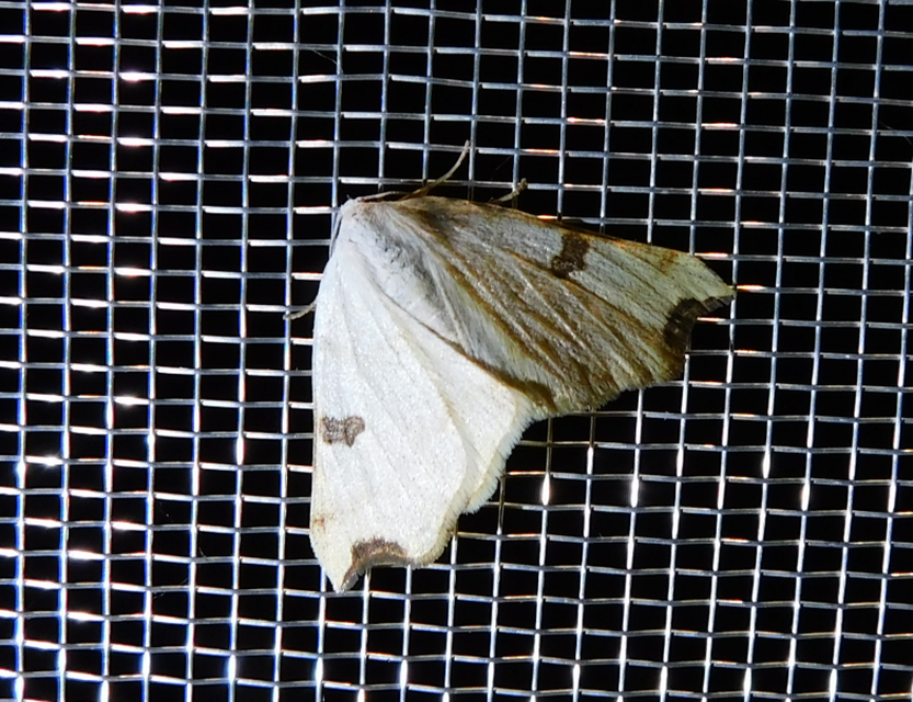 Eilicrinia cordiaria - fehér fűzfaaraszoló