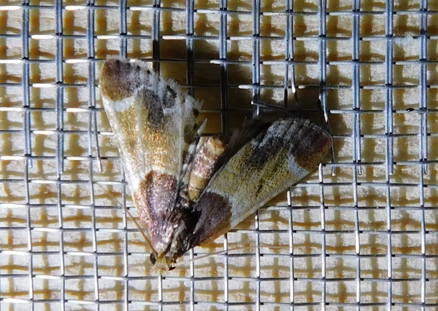 Pyralis farinalis - lisztilonca
