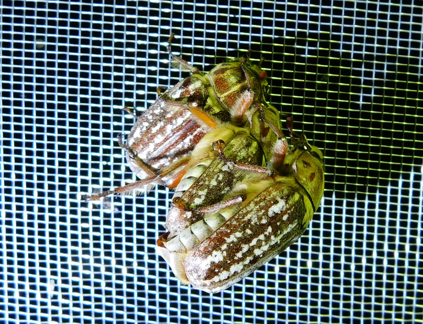 Anoxia orientalis - keleti cserebogár