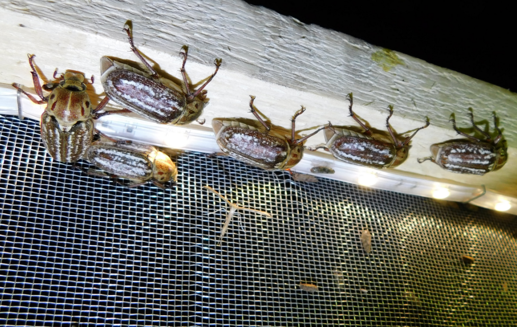 Anoxia orientalis - keleti cserebogár