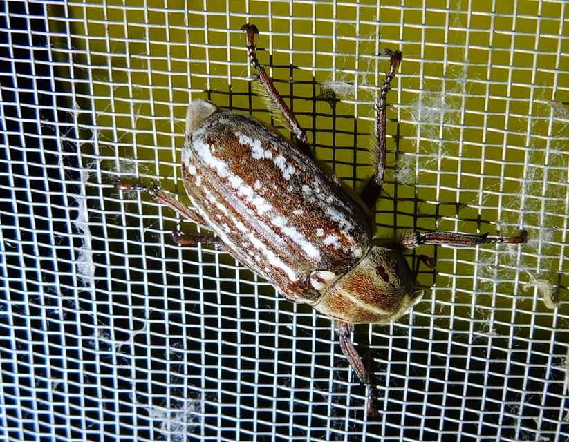 Anoxia orientalis - keleti cserebogár