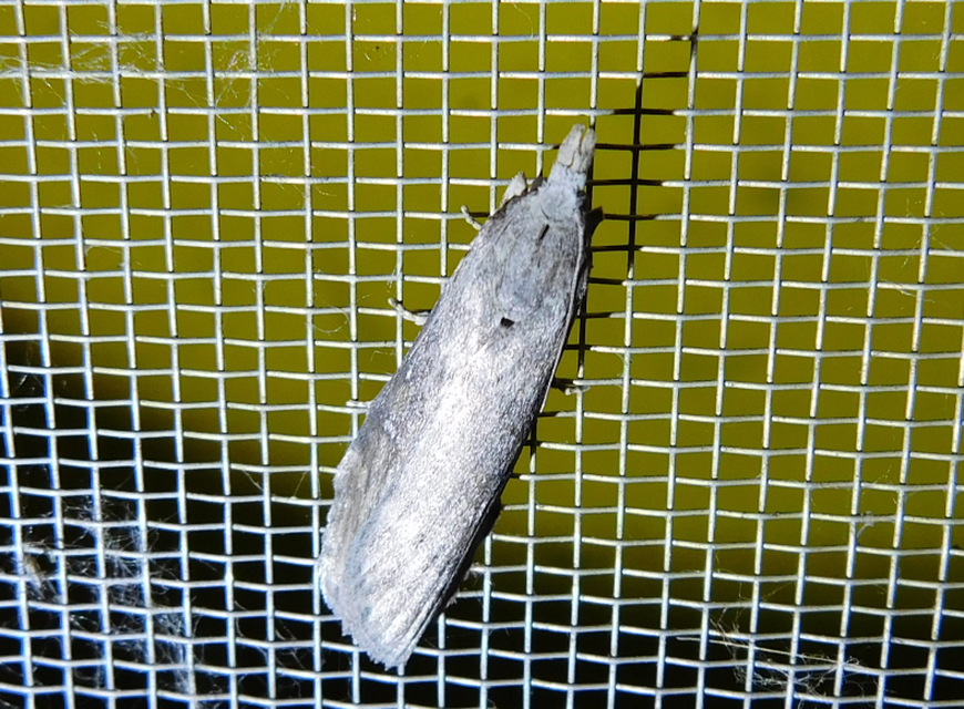 Lamoria