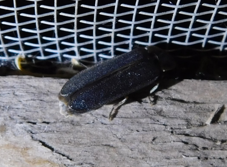 Lampyris noctiluca - nagy szentjánosbogár
