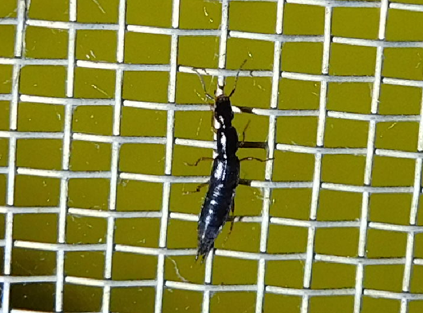Ochthephilum fracticorne - közönséges posványholyva