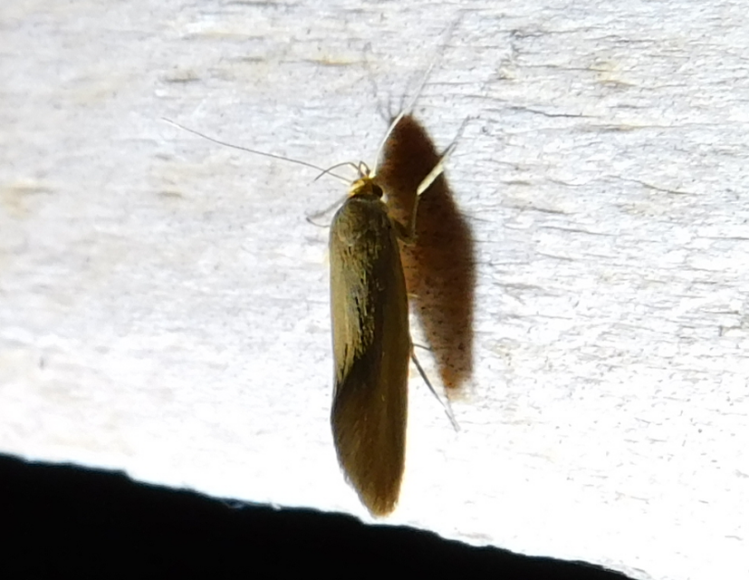 Crassa tinctella/unitella