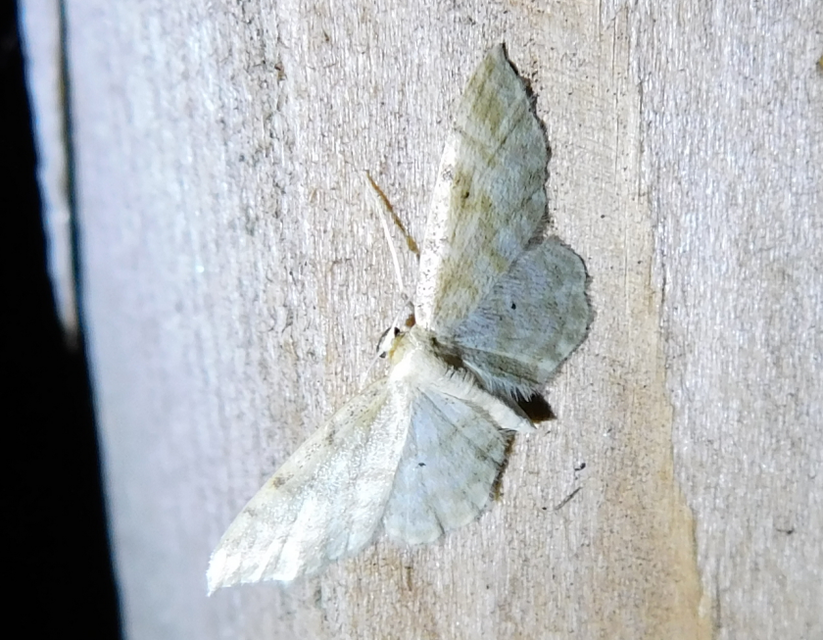 Idaea fuscovenosa - szürkeszélű apróaraszoló