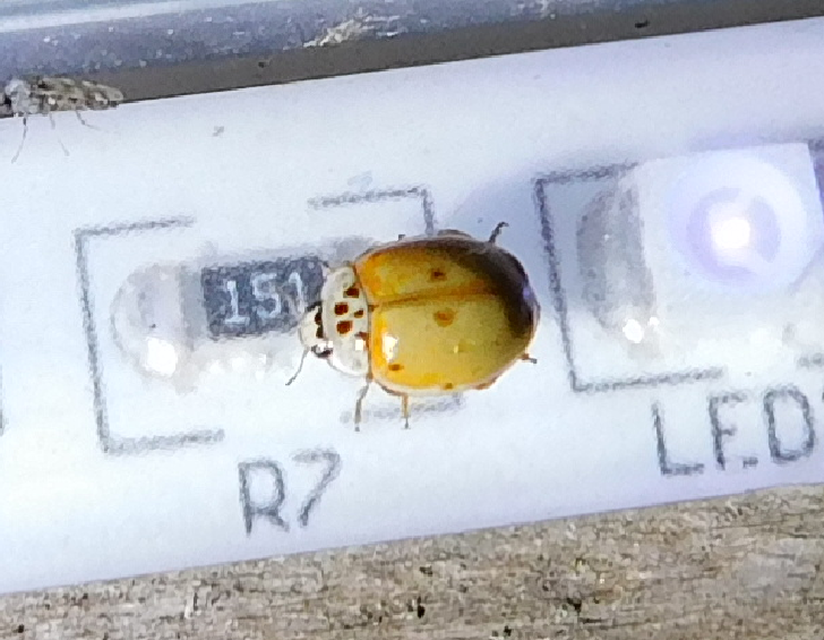 Adalia decempunctata - tízpettyes katica