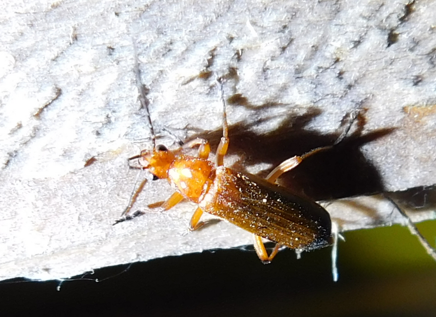 Rhagonycha fulva - feketevégű lágybogár