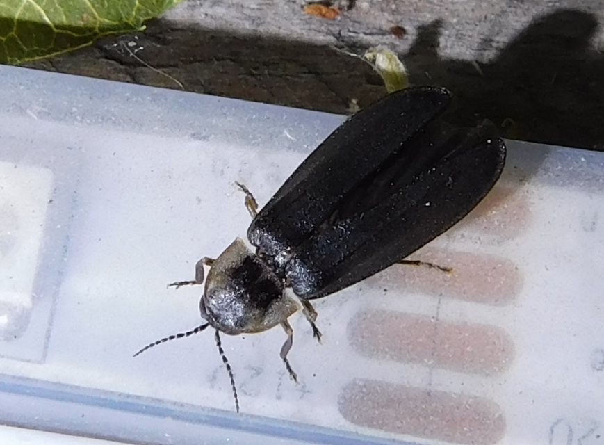 Lampyris noctiluca - nagy szentjánosbogár
