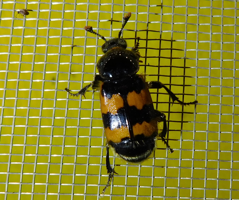 Nicrophorus vespillo - közönséges temetőbogár