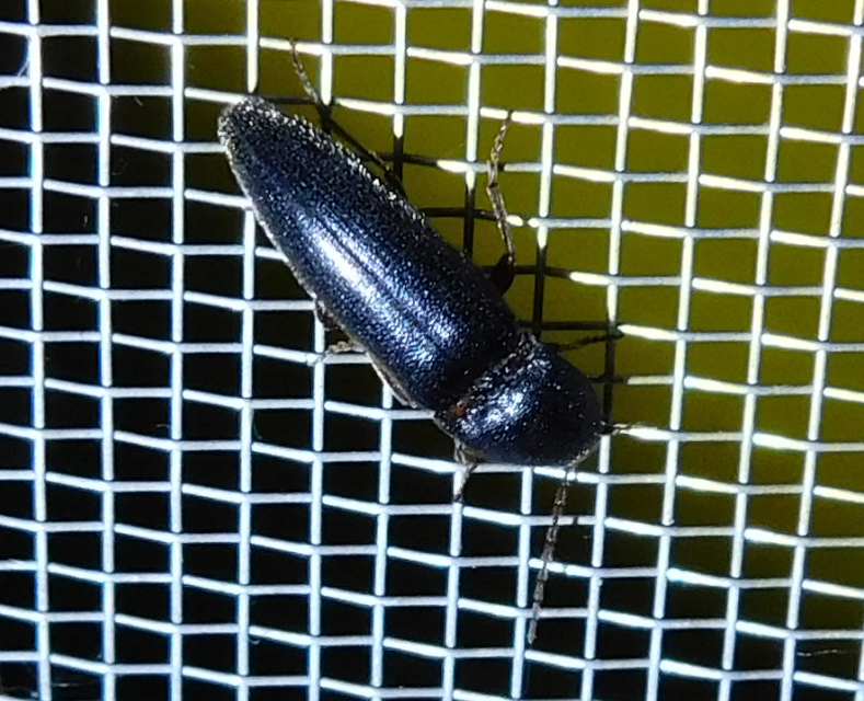 Melanotus crassicollis - vállas gyászpattanó