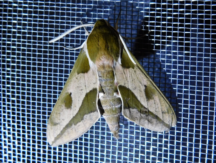 Hyles euphorbiae - kutyatejszender