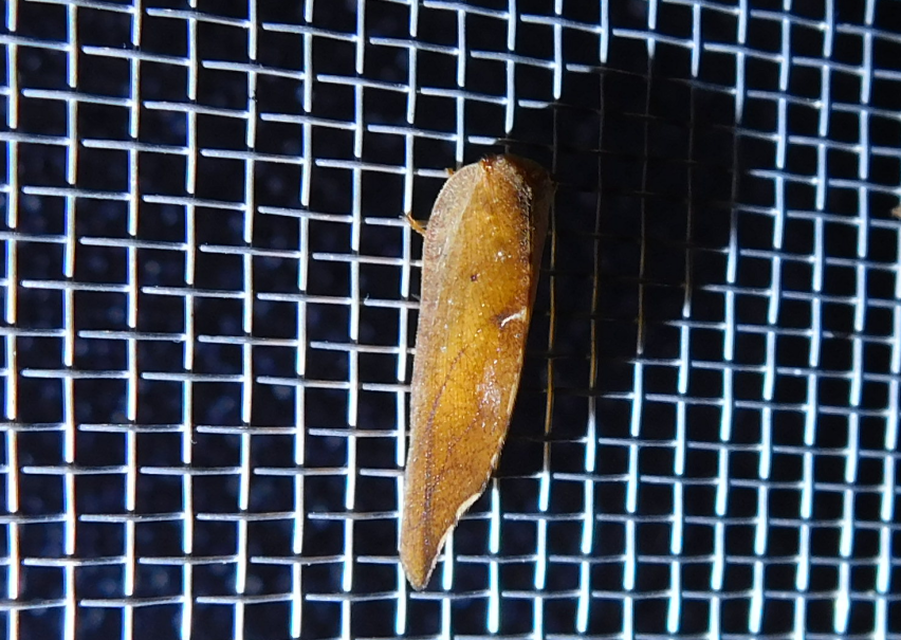 Drepanepteryx phalaenoides