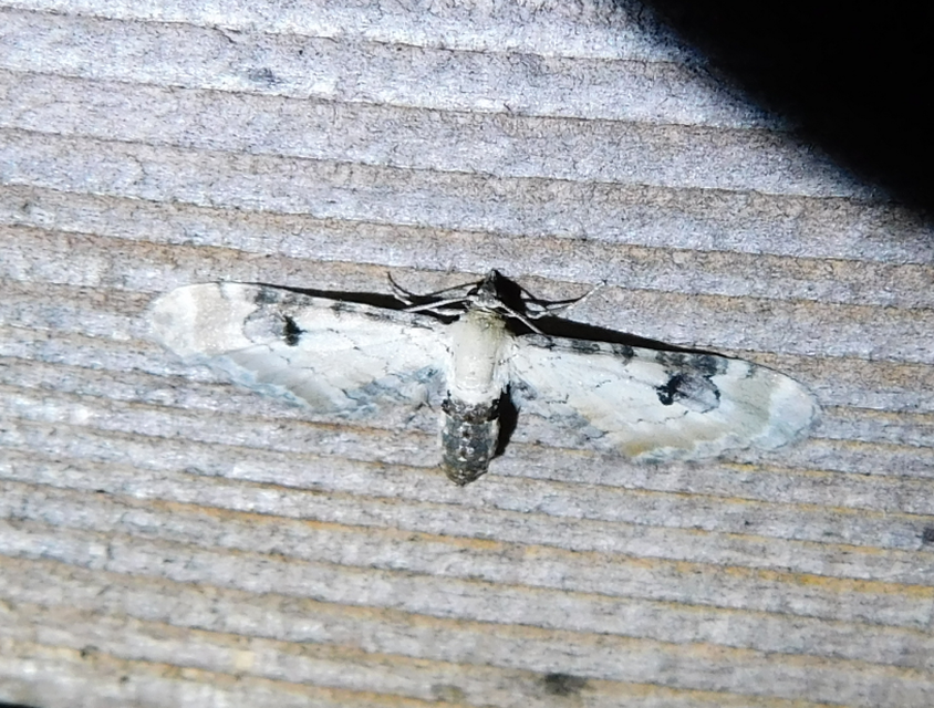 Eupithecia centaureata - búzavirág-törpearaszoló