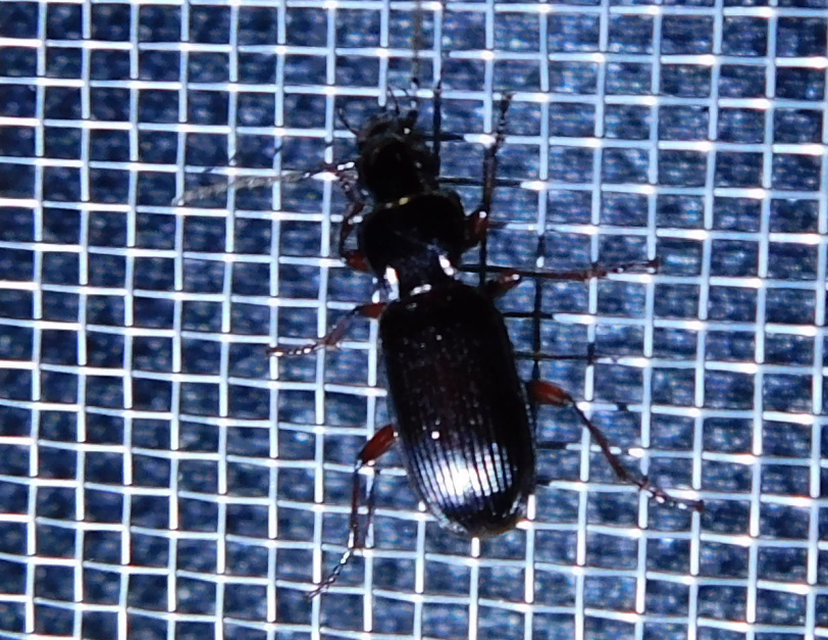 Pterostichus macer - lapos gyászfutó