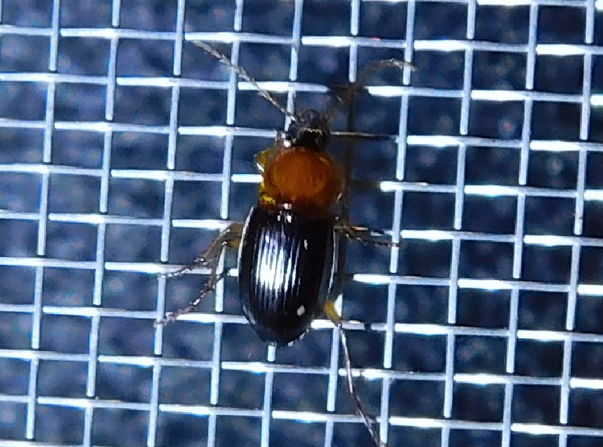 Calathus melanocephalus - vörösnyakú tarfutó