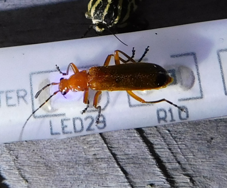 Rhagonycha fulva - feketevégű lágybogár