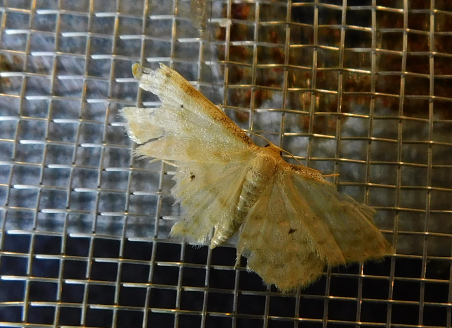 Idaea fuscovenosa - szürkeszélű apróaraszoló