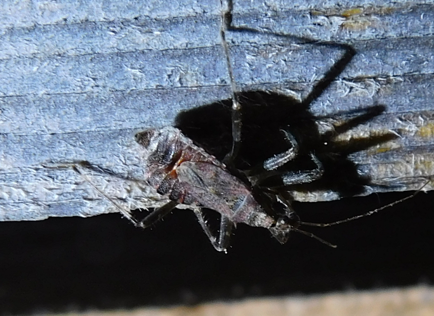 Himacerus