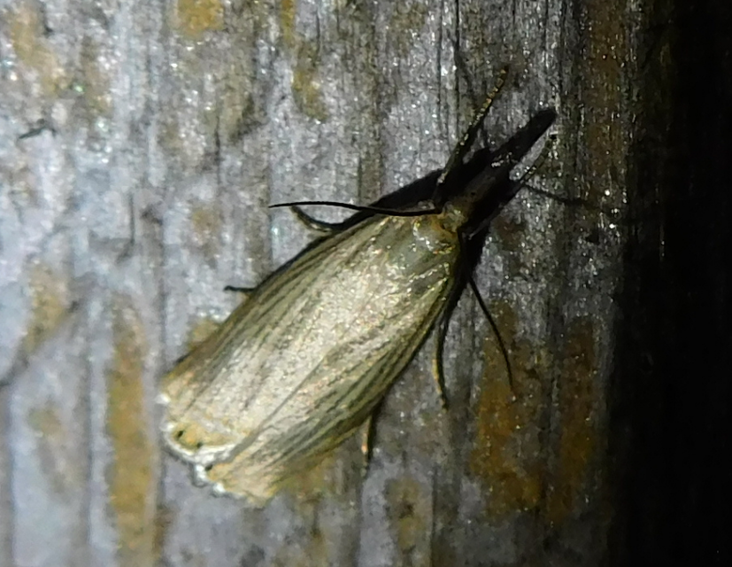 Chrysoteuchia culmella - kerti fűgyökérmoly