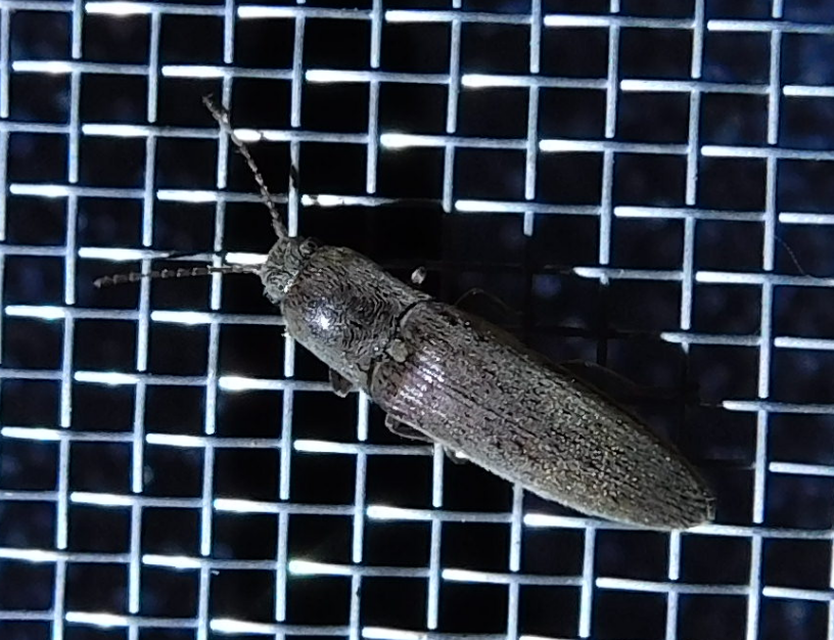 Synaptus filiformis - talpas pattanó