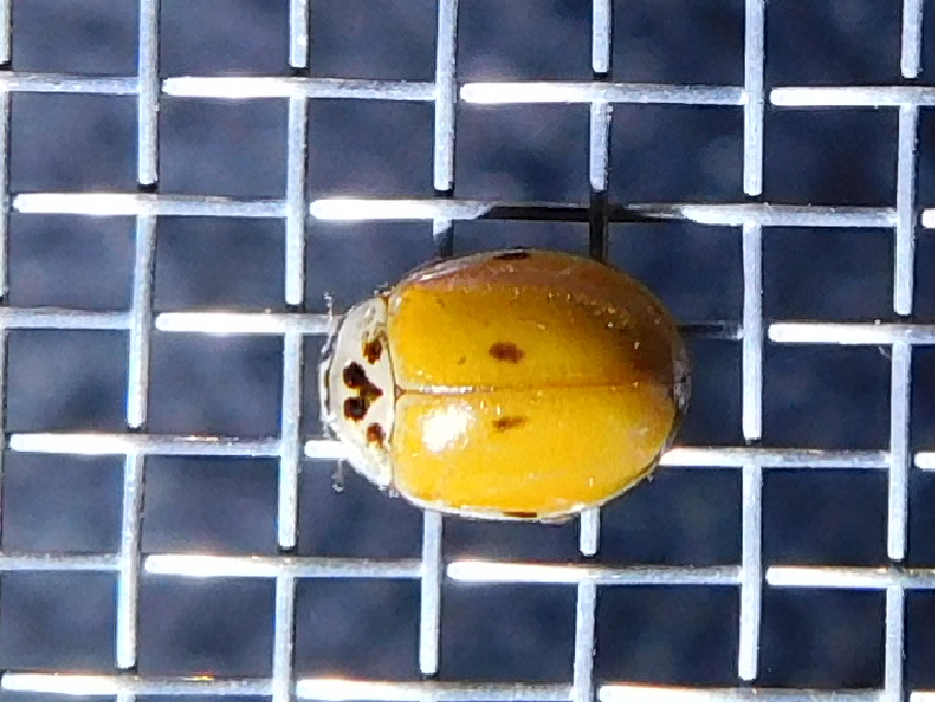 Adalia decempunctata - tízpettyes katica