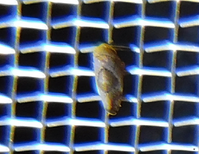 Hishimonus hamatus