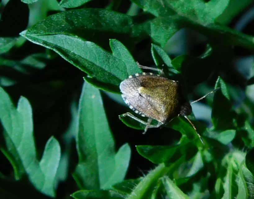 Peribalus strictus - tavaszi címerespoloska Peribalus strictus - tavaszi címerespoloska