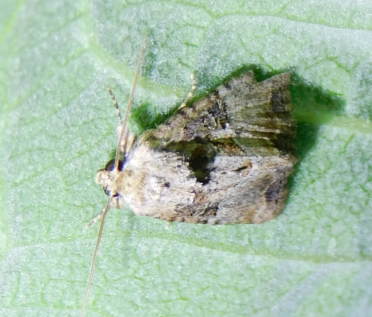 Mesoligia furuncula - kétszínű dudvabagoly
