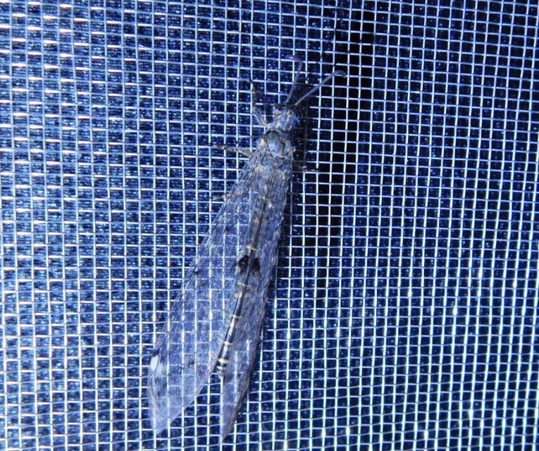 Distoleon tetragrammicus - négyfoltos hangyaleső Distoleon tetragrammicus - négyfoltos hangyaleső