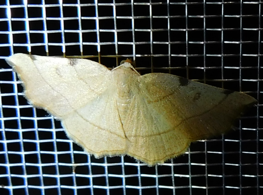Eilicrinia trinotata - háromjegyű araszoló