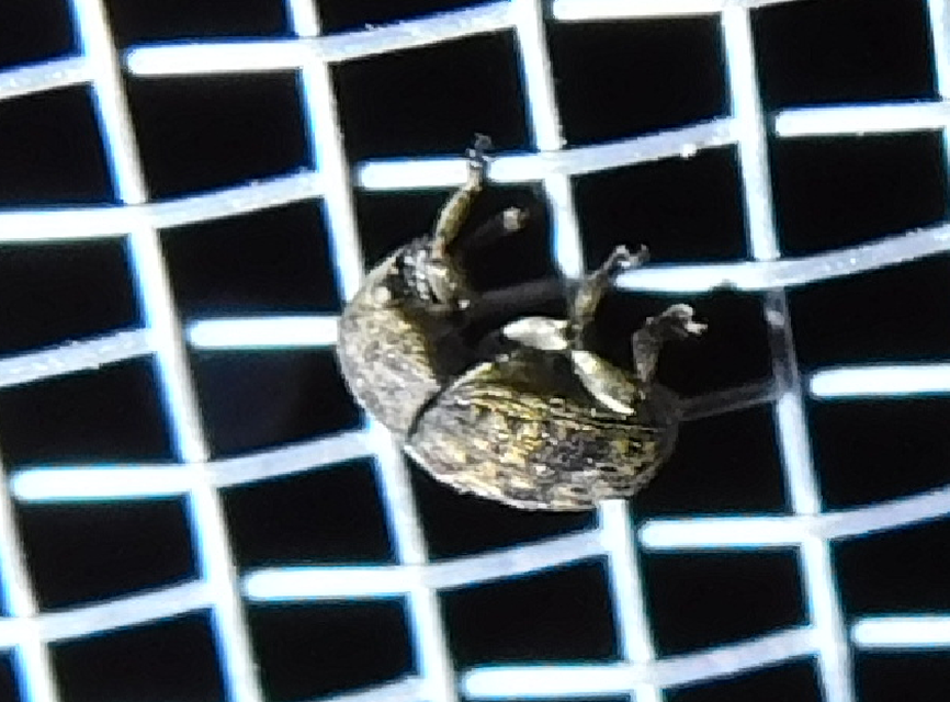 Anthribus nebulosus - ködfoltos pajzstetvész-orrosbogár