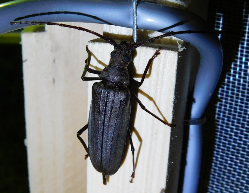 Aegosoma scabricorne - diófacincér