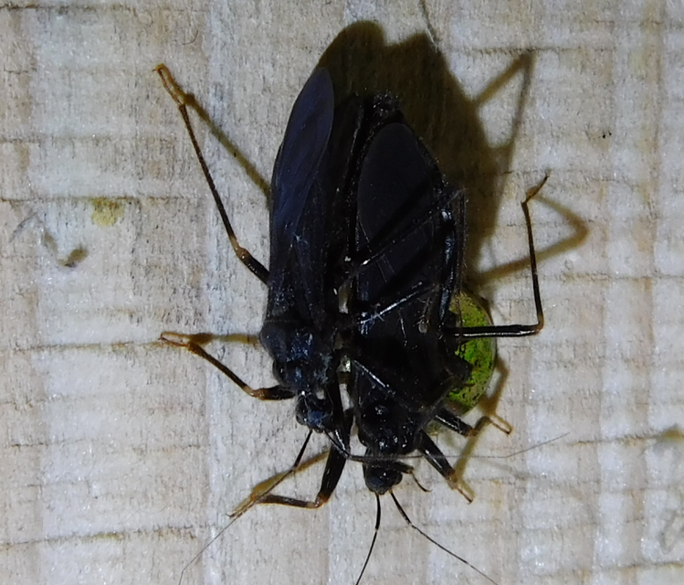 Reduvius personatus - szemetes zugpoloska